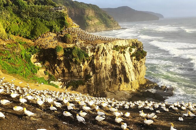 12 Day New Zealand Private Tour from Auckland to Queenstown - Key highlights at a glance