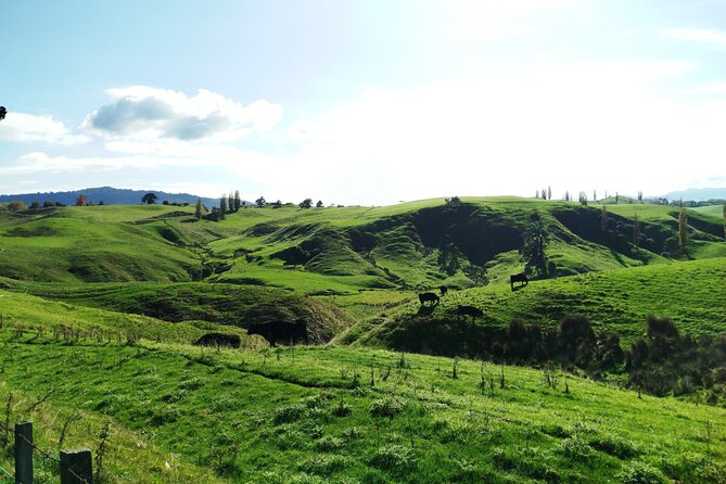 12 Day New Zealand Private Tour from Auckland to Queenstown - Queenstown: gondola views, jet boating, and choosing Milford vs Doubtful