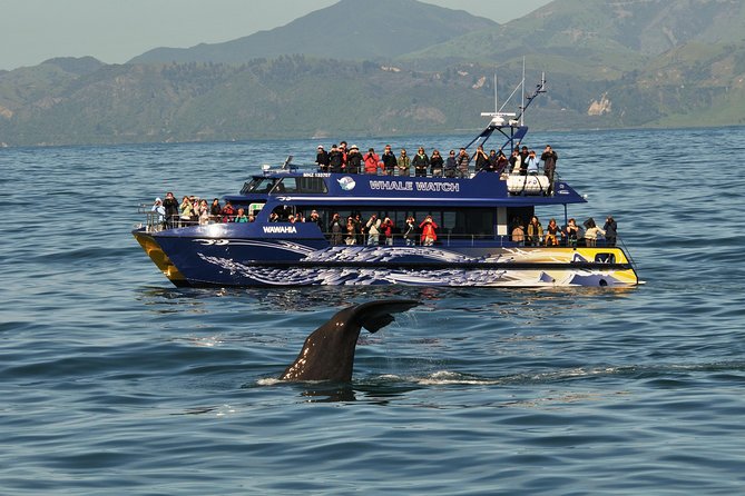 5-Day New Zealand North and South Island Highlights Tour - Day 4: Interislander Ferry Across Cook Strait to Picton, Then Coastal Train to Kaikoura