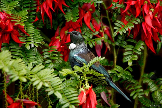 Afternoon Piha Beach and Rainforest Tour from Auckland - A Half-Day Escape From Auckland City That Makes Sense