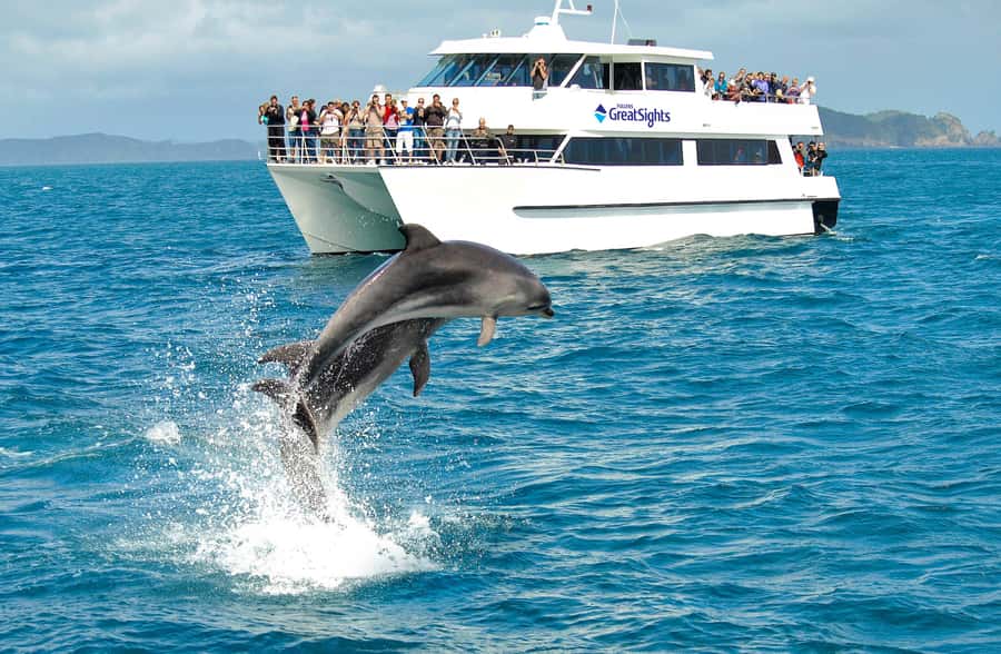 Auckland: Bay of Islands Day Tour with Dolphin Cruise - Price and value: what $283 gets you in practice