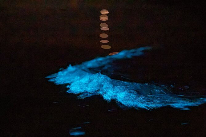 Auckland Bioluminescence Kayak Tour - Who This Kayak Tour Is Best For (and Who Should Think Twice)