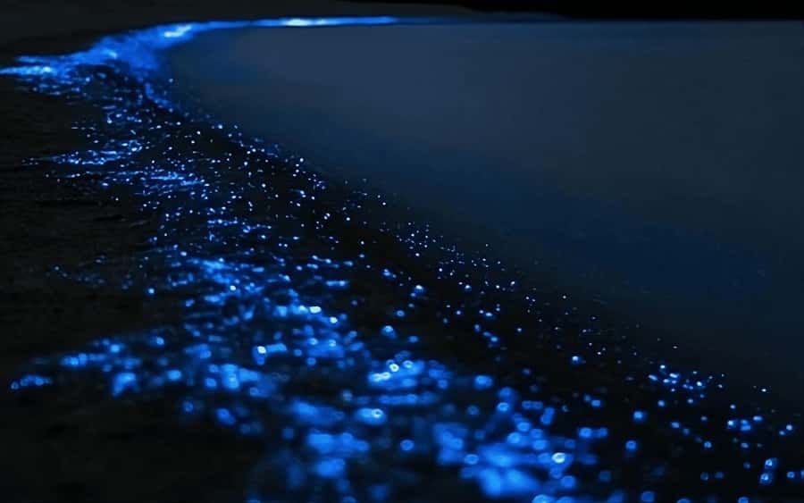 Auckland: Bioluminescence Kayak Tour with Guide - Night Kayaking Off Auckland: The Bioluminescent Moment