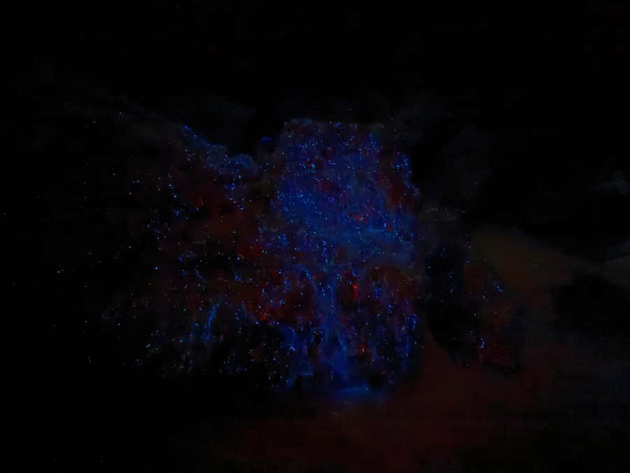 Auckland: Bioluminescence Kayak Tour with Guide - The Glow-Spotting Strategy: What You Actually Do on the Water