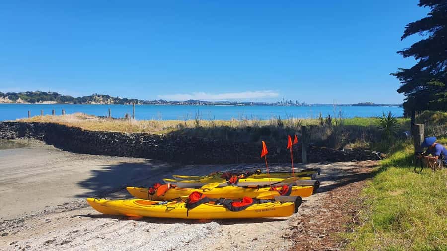 Auckland: Browns Island (Motukorea) Sea Kayak Tour - Wildlife spotting: realistic odds, not fantasy