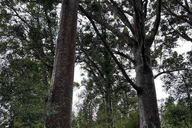 Auckland City and West Coast Black Sand Beach Full Day Tour - Mercer Bay Loop to Te Ahua: Views Plus a Māori Pā Site