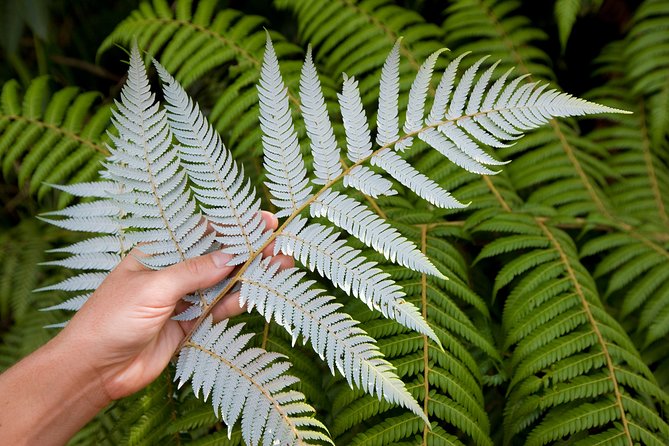 Auckland City and West Coast Full Day Tour - City hits: Lake Pupuke, Westhaven, and the “best of Auckland” shortcuts