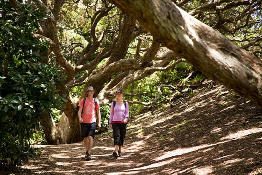 Auckland City and West Coast Luxury Tour - Quick Hits: What Makes This Auckland Tour Worth Your Day