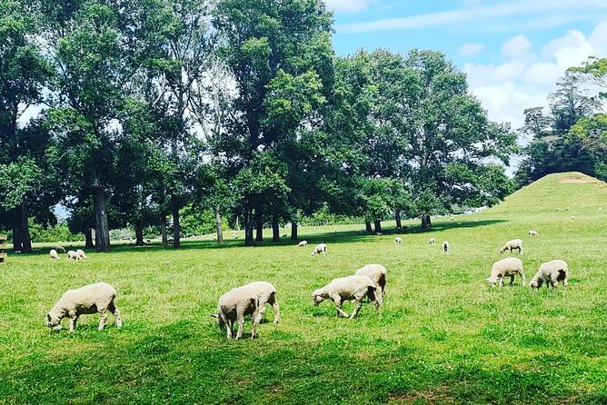 Auckland City Highlights Full Day Tour - Free CBD pickup: the day starts on easy mode