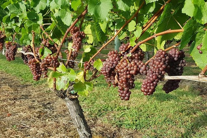 Auckland City Tour & Kumeu Wine Country Includes Wine Tastings & Lunch - Price and value: does $248.23 make sense?
