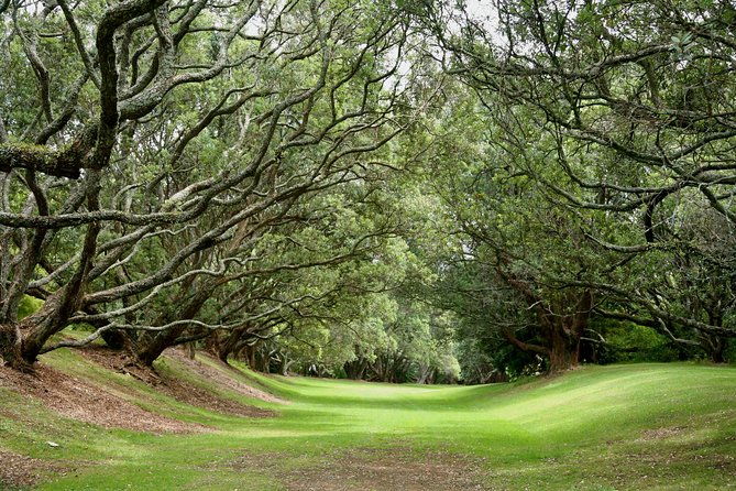 Auckland Coastal Experience - Small Group City & Beach Tour Incl. Wine Tasting - What You Get for the Price (and Why It’s Not Just a Bus Tour)
