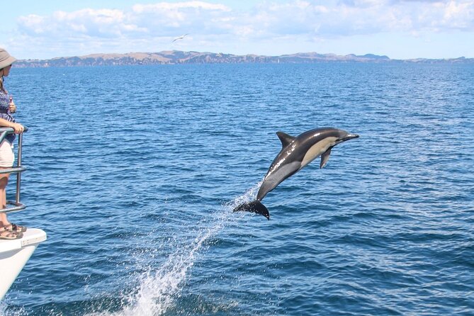 Auckland Dolphin and Whale Watching Eco-Safari Cruise - The big reality: no whales happens, and the crew still runs a strong day