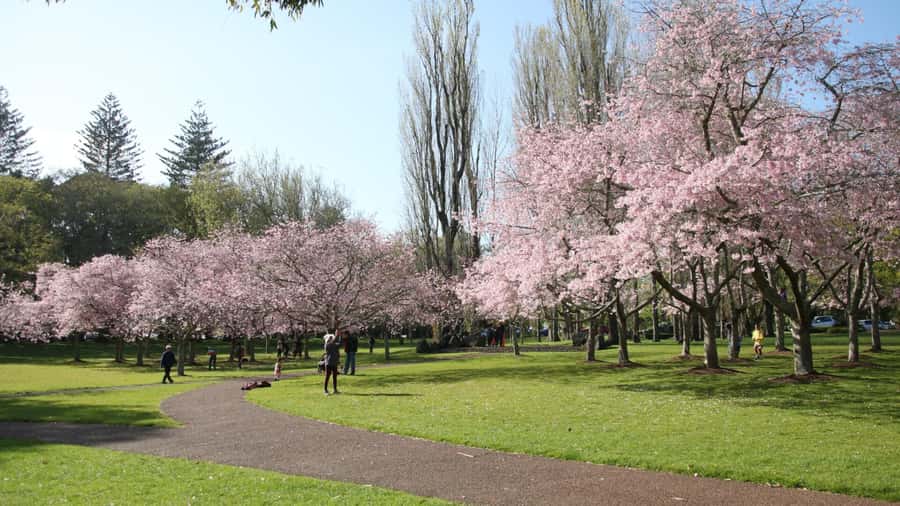 Auckland: Full-Day City Tour - Small-group comfort and how the 8 hours are paced