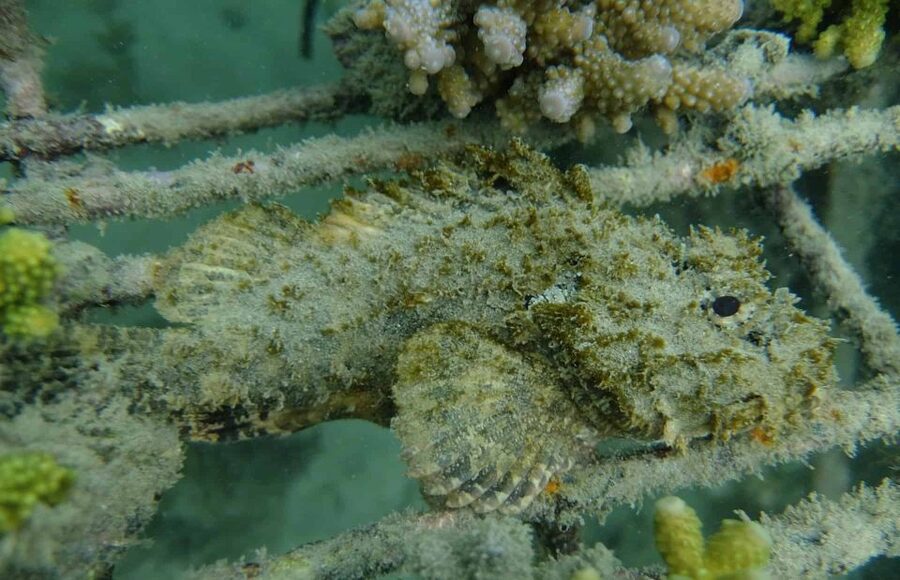 Auckland: Guided Snorkeling and Island Exploration Tours - Should you book the Auckland snorkeling and Tiritiri Matangi tour?
