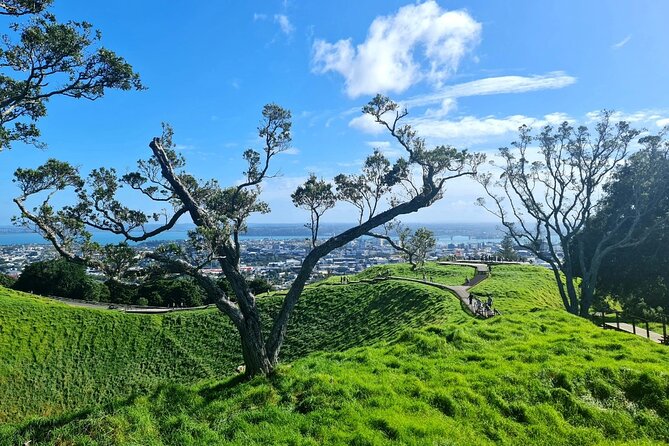 Auckland Half Day City Tour - Heart of Auckland - Price and what to plan for (especially lunch)