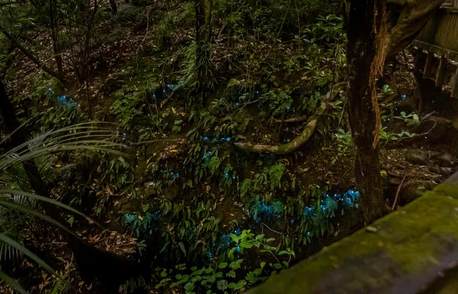 Auckland: Inner-City Glowworm Experience in Ancient Volcano - Who This Tour Suits (and Who Should Skip It)