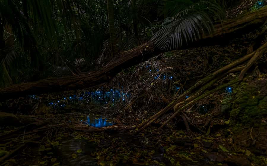 Auckland: Inner-City Glowworm Experience in Ancient Volcano - Where You Meet and What the 1-Hour Walk Feels Like