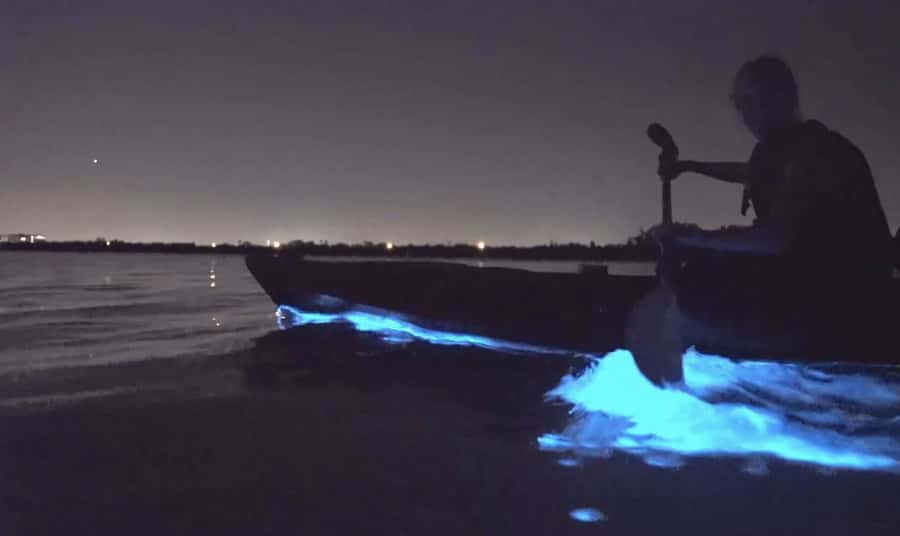 Auckland: Night Kayak Tour in Glowing Bioluminescent Waters - Key things to know before you go