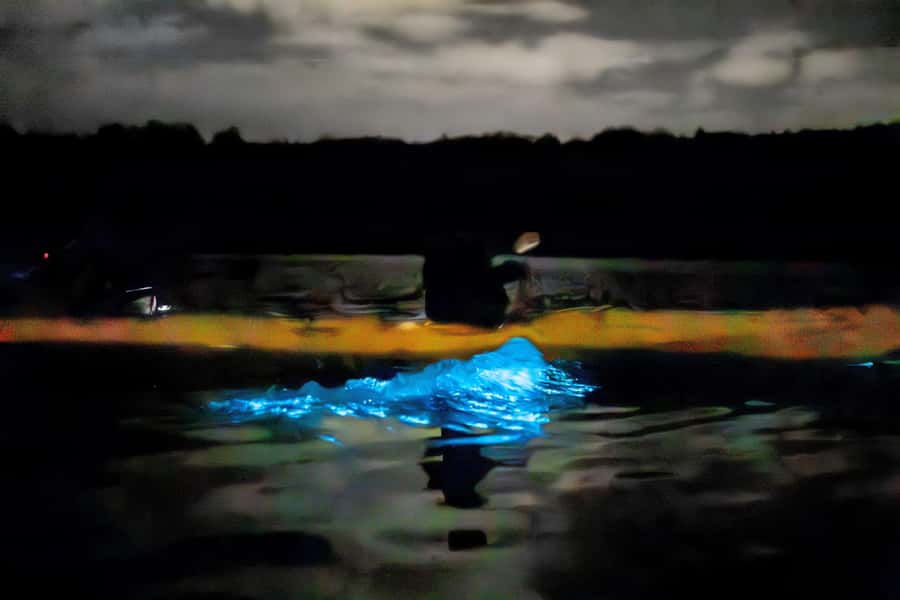 Auckland: Night Kayak Tour in Glowing Bioluminescent Waters - How the science of Marine Aurora is explained without killing the magic
