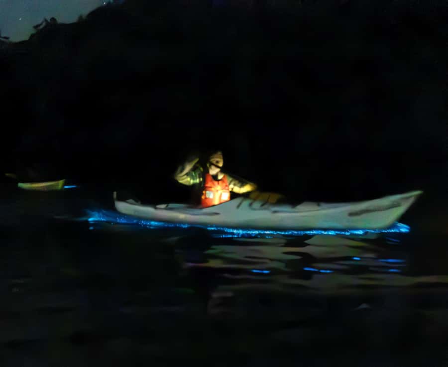 Auckland: Night Kayak Tour in Glowing Bioluminescent Waters - Small group + minimal light pollution: the value of staying quiet