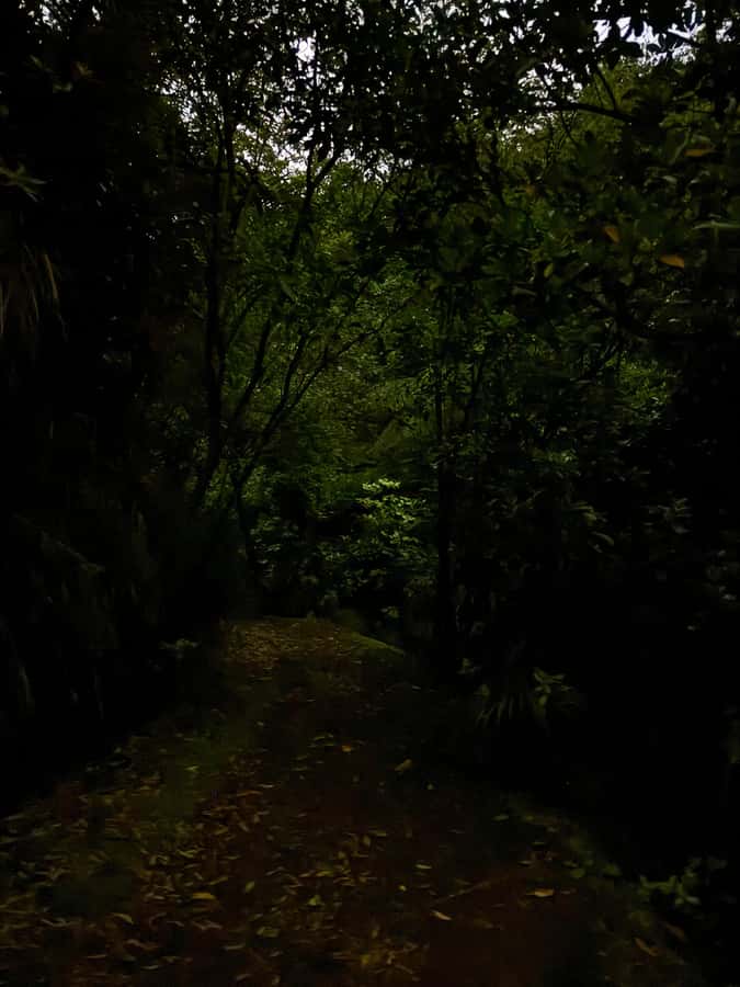 Auckland North Shore Glowworm Tour - Key highlights I’d plan around