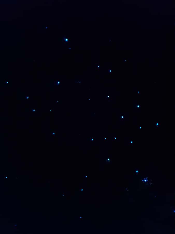 Auckland North Shore Glowworm Tour - How the North Shore glowworm tour feels different from the big-name options