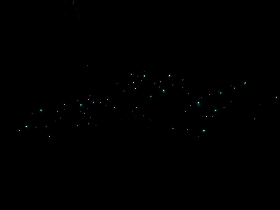 Auckland North Shore Glowworm Tour - Awaruku Reserve at dusk: kauri, nikau palms, and Māori place stories