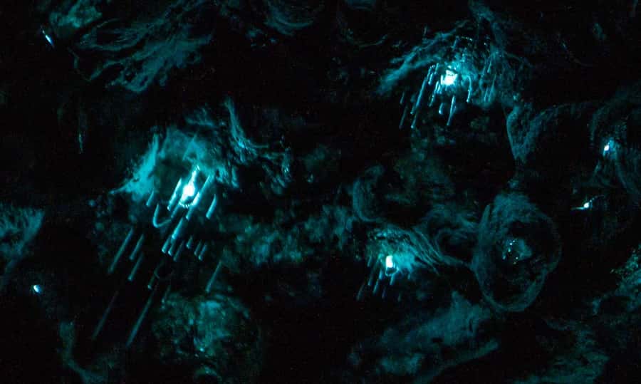 Auckland North Shore Glowworm Tour - Meeting at Hairluxx Boutique and what to do before it gets dark