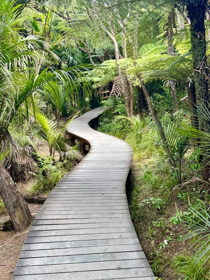 Auckland: Piha Beach, Rainforest, & Mount Eden Private Tour - Who this private tour suits best (and who should skip it)