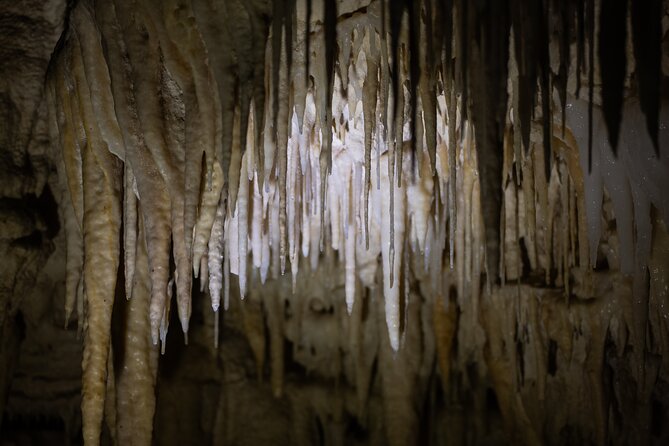 Auckland: Rotorua Māori Village, Waitomo Caves & Lunch - Waitomo Glowworm Caves: The Hour That Makes the Day Worth It