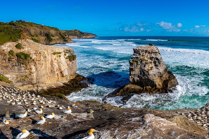 Auckland's Wild West Coast & Black Sand Beaches Tour inc Lunch - Muriwai Black Sand Beach: Rugged Coastline and Raw Power