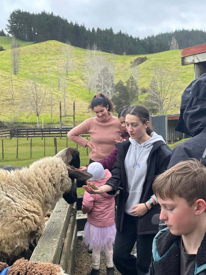 Auckland: Sheepworld, Honey Centre, & Kauri Trail Tour - Key takeaways before you go
