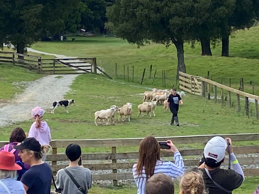 Auckland: Sheepworld, Honey Centre, & Kauri Trail Tour - Getting picked up in central Auckland (and then heading north fast)