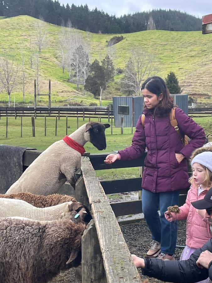 Auckland: Sheepworld, Honey Centre, & Kauri Trail Tour - Sheepworld show barn: sheepdogs, shorn sheep, and lamb feeding