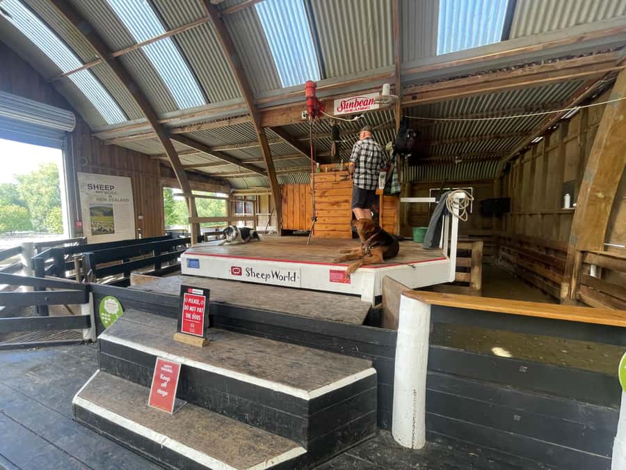 Auckland: Sheepworld, Honey Centre, & Kauri Trail Tour - The full 6-hour rhythm: what your day feels like