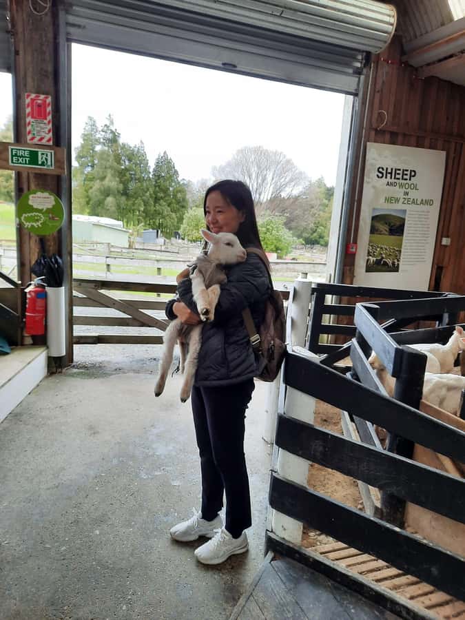 Auckland: Sheepworld, Honey Centre, & Kauri Trail Tour - Price and value: is $172 worth it?