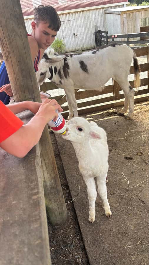 Auckland: Sheepworld, Honey Centre, & Kauri Trail Tour - Who should book this Auckland-to-Warkworth tour