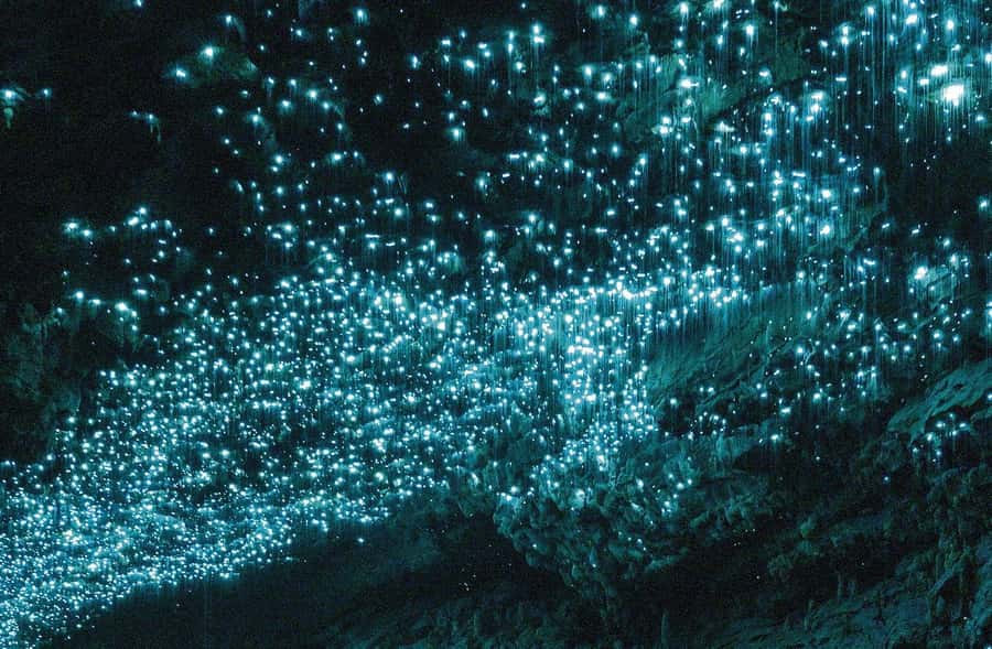 Auckland: Spellbound Glowworm Caves Explorer Tour - Inside the grotto: glowworms at their most magical