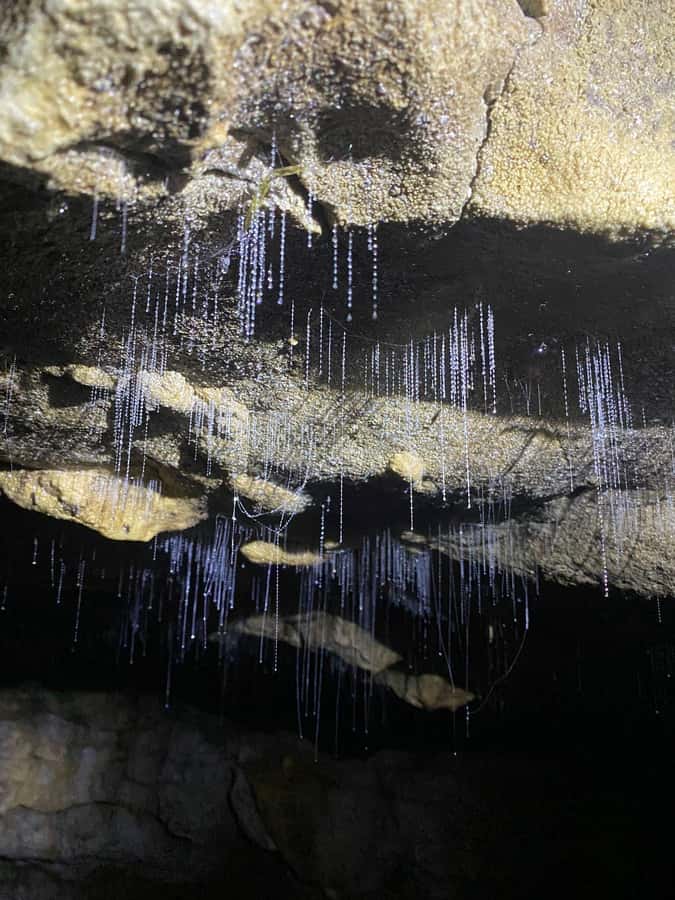 Auckland: Spellbound Glowworm Caves Explorer Tour - Timing and group size: why small-group matters here
