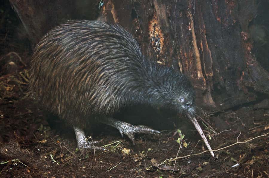 Auckland (Tawharanui): Wild Kiwi Bird Spotting Encounter - Tawharanui after dark: why this Auckland-area kiwi hunt works