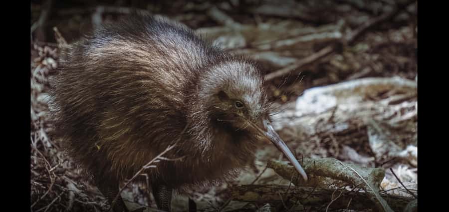 Auckland (Tawharanui): Wild Kiwi Bird Spotting Encounter - Stargazing in a rare dark-sky coastal park