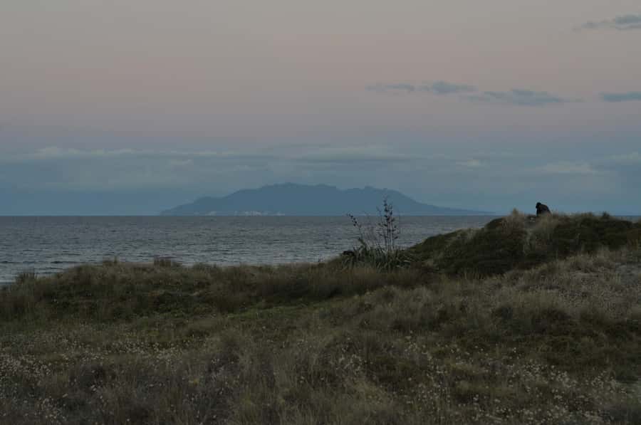 Auckland (Tawharanui): Wild Kiwi Bird Spotting Encounter - When the shoreline glows: possible bioluminescence moments