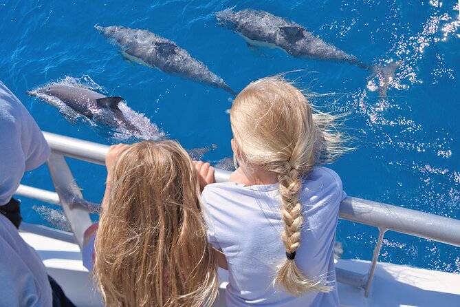 Auckland: Tikapa Moana Dolphin, Whale and Island Cruise - Key things I’d focus on before you book
