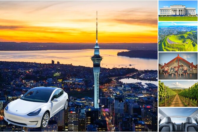 Auckland: Tikapa Moana Dolphin, Whale and Island Cruise - Marine mammal viewing guarantee: how to think about risk the smart way
