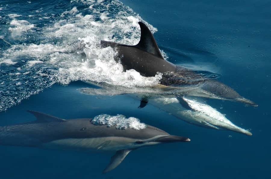 Auckland: Tikapa Moana Whales, Dolphins and Islands Cruise - Key Points to Know