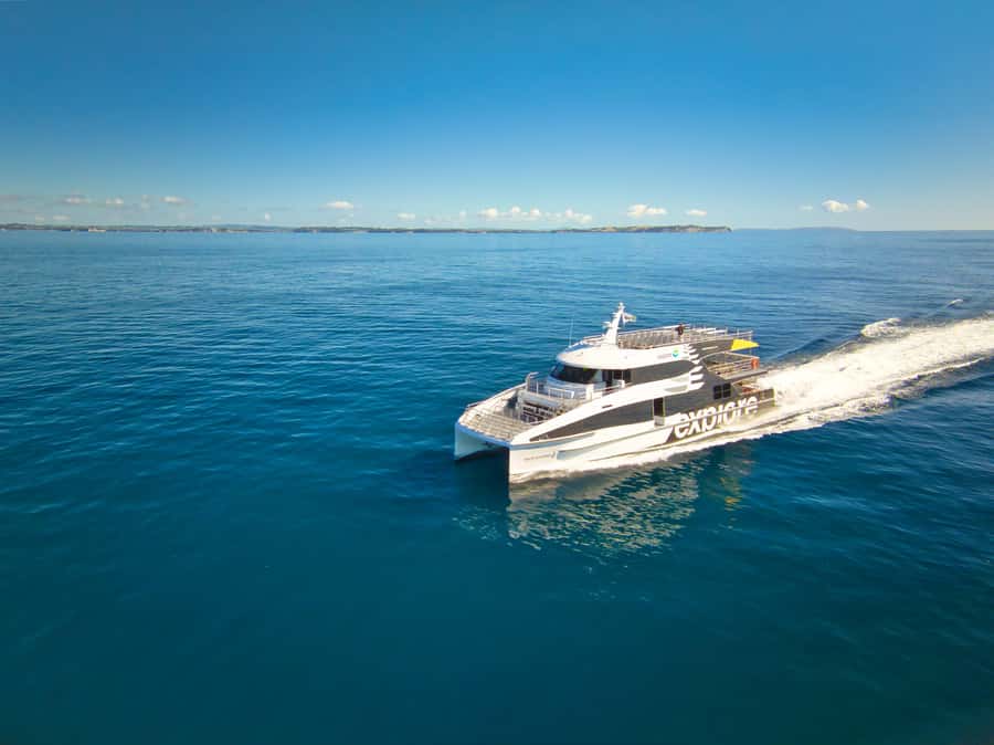 Auckland: Tikapa Moana Whales, Dolphins and Islands Cruise - Meeting at Auckland’s Viaduct Harbour: your day starts right downtown