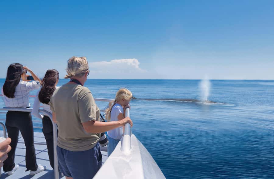 Auckland: Tikapa Moana Whales, Dolphins and Islands Cruise - Whale and dolphin odds: how to use the guarantee smartly