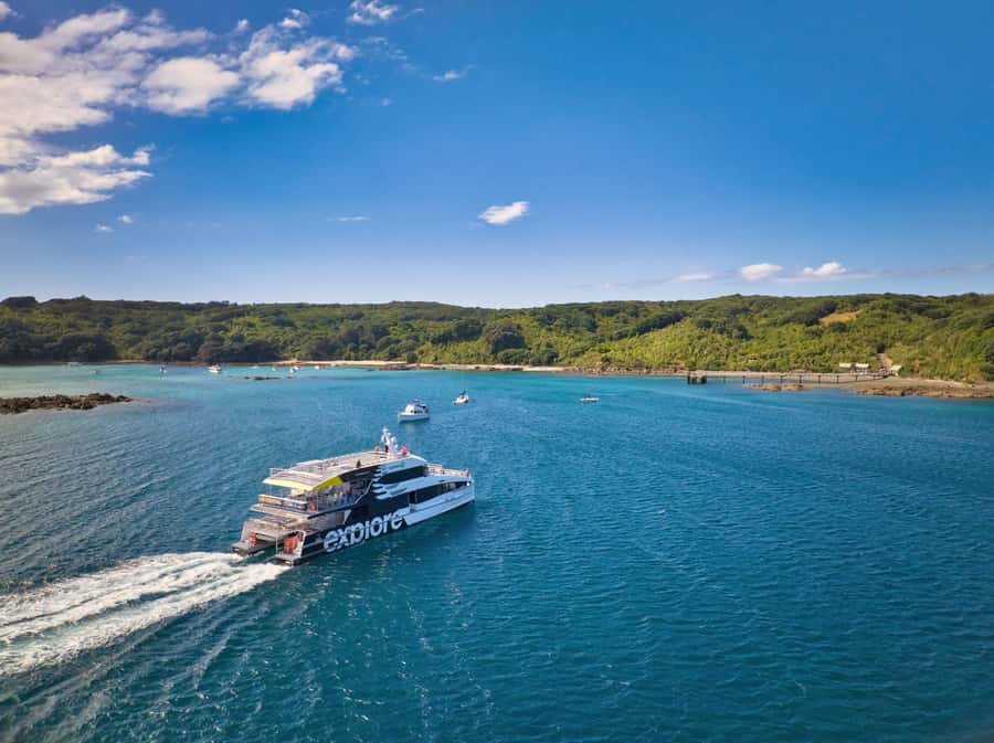 Auckland: Tiritiri Matangi Island Ferry - Auckland to Tiritiri Matangi: why this sanctuary is worth a ferry ride