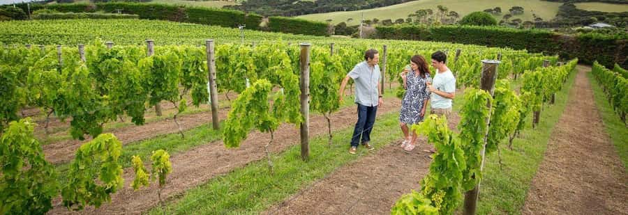Auckland: Waiheke Island Luxury Experience Private Tour - Award-Winning Olive Oil Estate: From Groves to Extra Virgin
