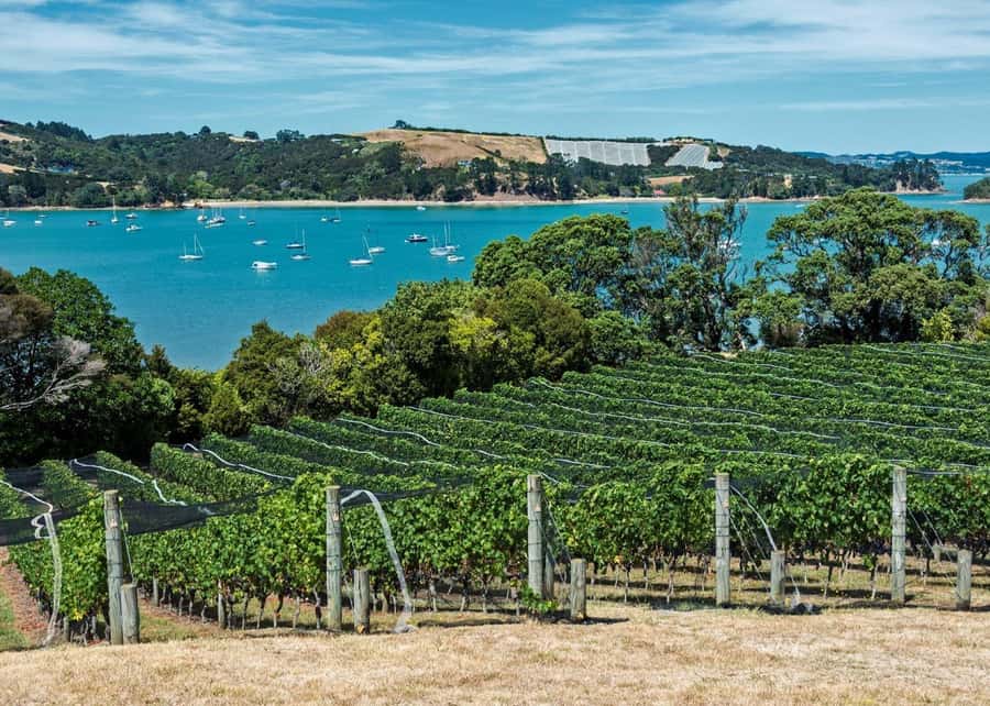 Auckland: Waiheke Island Luxury Experience Private Tour - Who This Tour Fits Best (and Who Should Skip It)